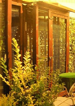 Хорст Бильфельд - Волнистые попугаи