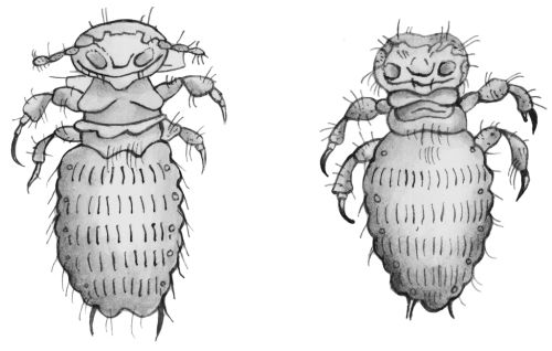Екатерина Константинова - Русский охотничий спаниель