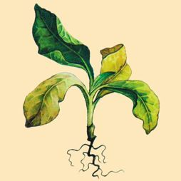 Татьяна Дорошенко - Декоративноцветущие растения