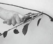 Р. Ноздрачева - Вишня