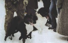 Сергей Алексеев - Ох, охота!