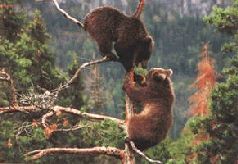 Сергей Алексеев - Ох, охота!