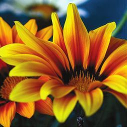 Татьяна Дорошенко - Декоративноцветущие растения