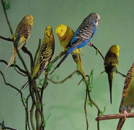 Хорст Бильфельд - Волнистые попугаи