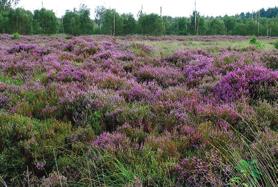 Татьяна Дорошенко - Декоративноцветущие растения