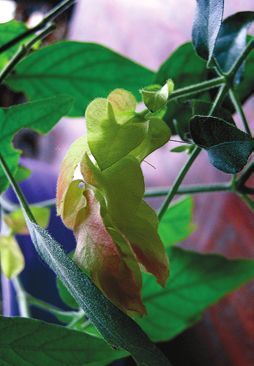 Татьяна Дорошенко - Декоративноцветущие растения