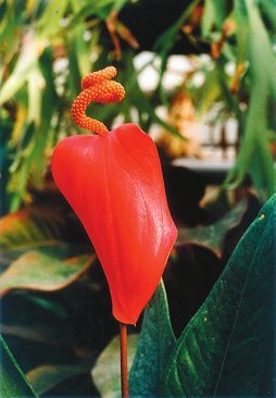 Татьяна Дорошенко - Декоративноцветущие растения