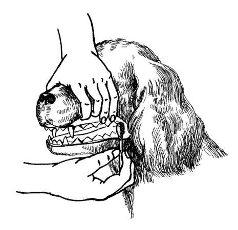 Марина Куропаткина - Американский кокер-спаниель