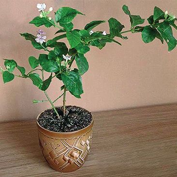 Татьяна Дорошенко - Декоративноцветущие растения