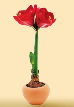 Татьяна Дорошенко - Декоративноцветущие растения