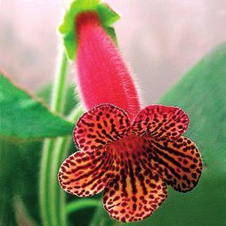 Татьяна Дорошенко - Декоративноцветущие растения