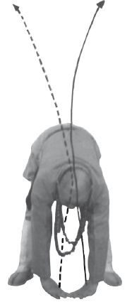 Ши Децянь, Алексей Маслов - Гимнастика Бодхидхармы