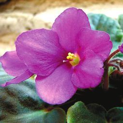 Татьяна Дорошенко - Декоративноцветущие растения