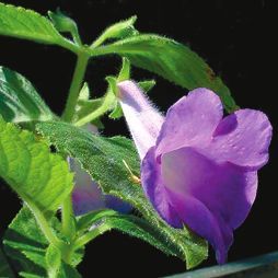 Татьяна Дорошенко - Декоративноцветущие растения