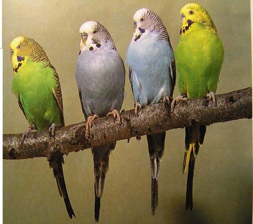 Хорст Бильфельд - Волнистые попугаи