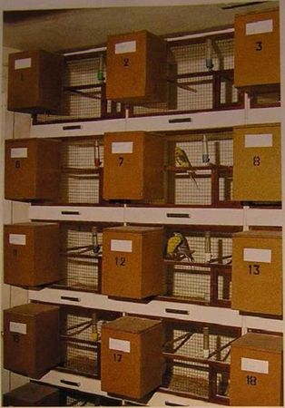 Хорст Бильфельд - Волнистые попугаи