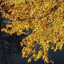 Татьяна Дорошенко - Декоративноцветущие растения