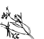 Крушение "Кантокуэна"