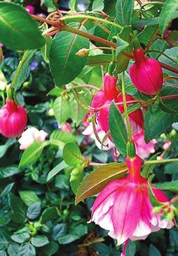 Татьяна Дорошенко - Декоративноцветущие растения