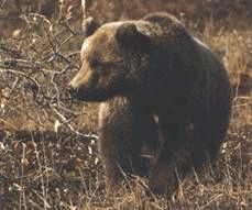 Сергей Алексеев - Ох, охота!