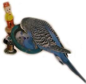 Хорст Бильфельд - Волнистые попугаи