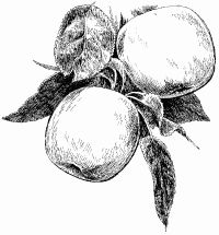 Марина Куропаткина - Сезонный календарь для садовода