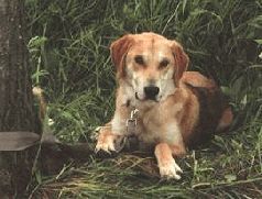 Сергей Алексеев - Ох, охота!