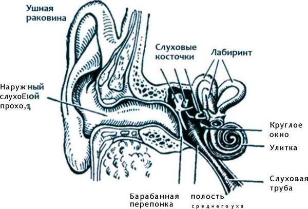 Наталья Молчанова - Основы ныряния с задержкой дыхания