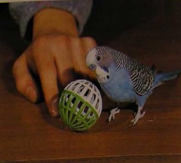 Хорст Бильфельд - Волнистые попугаи