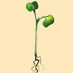 Татьяна Дорошенко - Декоративноцветущие растения