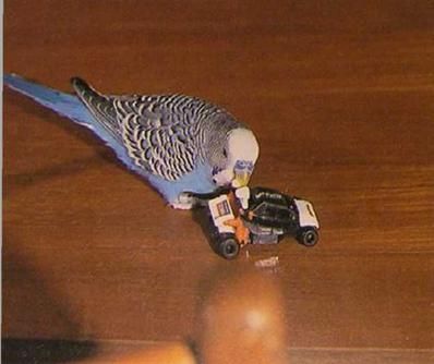 Хорст Бильфельд - Волнистые попугаи