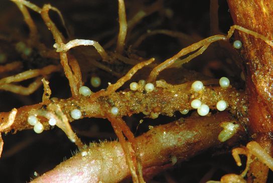 Татьяна Дорошенко - Декоративноцветущие растения