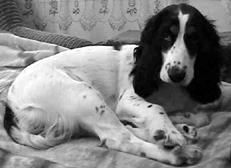 Екатерина Константинова - Русский охотничий спаниель