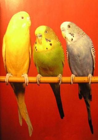 Хорст Бильфельд - Волнистые попугаи