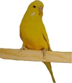 Хорст Бильфельд - Волнистые попугаи