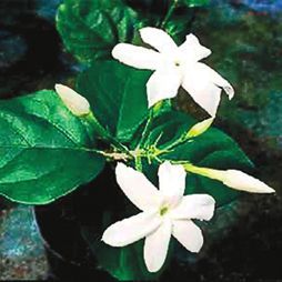 Татьяна Дорошенко - Декоративноцветущие растения