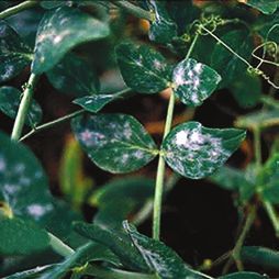 Татьяна Дорошенко - Декоративноцветущие растения