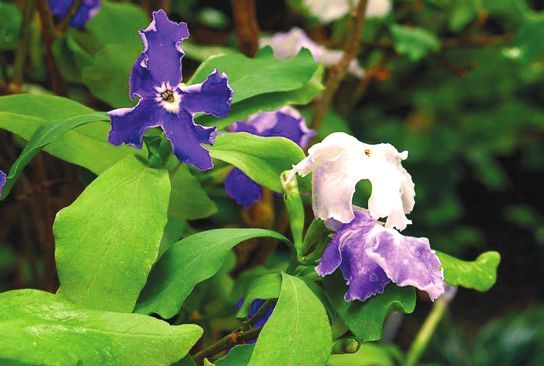 Татьяна Дорошенко - Декоративноцветущие растения