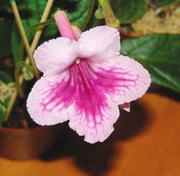 Татьяна Дорошенко - Декоративноцветущие растения