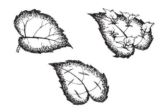 Татьяна Дорошенко - Декоративноцветущие растения