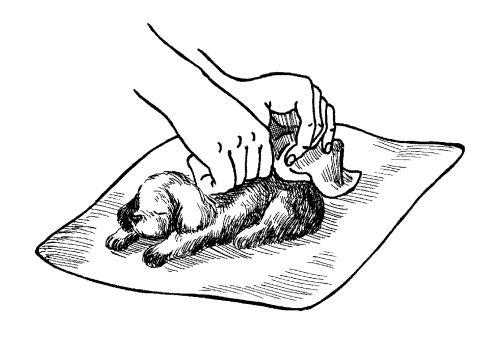 Марина Куропаткина - Американский кокер-спаниель