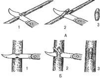Р. Ноздрачева - Вишня
