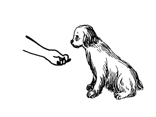 Екатерина Константинова - Русский охотничий спаниель