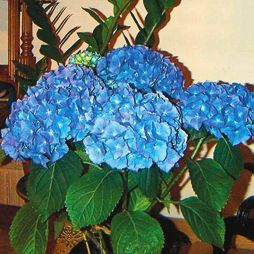 Татьяна Дорошенко - Декоративноцветущие растения