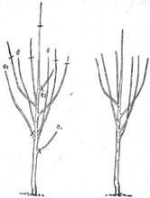 Р. Ноздрачева - Вишня