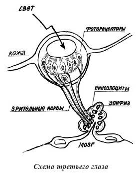 Александр Белов - Тайная родословная человека. Загадка превращения людей в животных