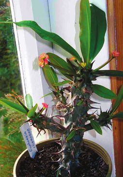 Татьяна Дорошенко - Декоративноцветущие растения