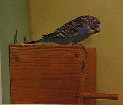 Хорст Бильфельд - Волнистые попугаи