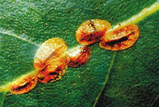 Татьяна Дорошенко - Декоративноцветущие растения