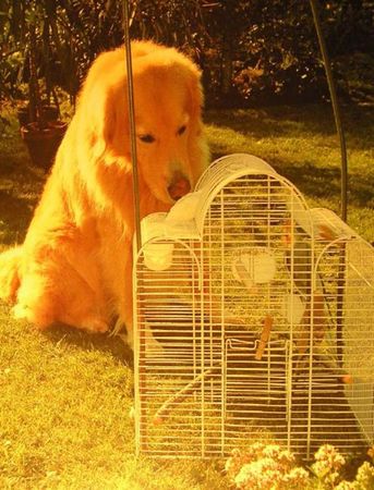 Хорст Бильфельд - Волнистые попугаи